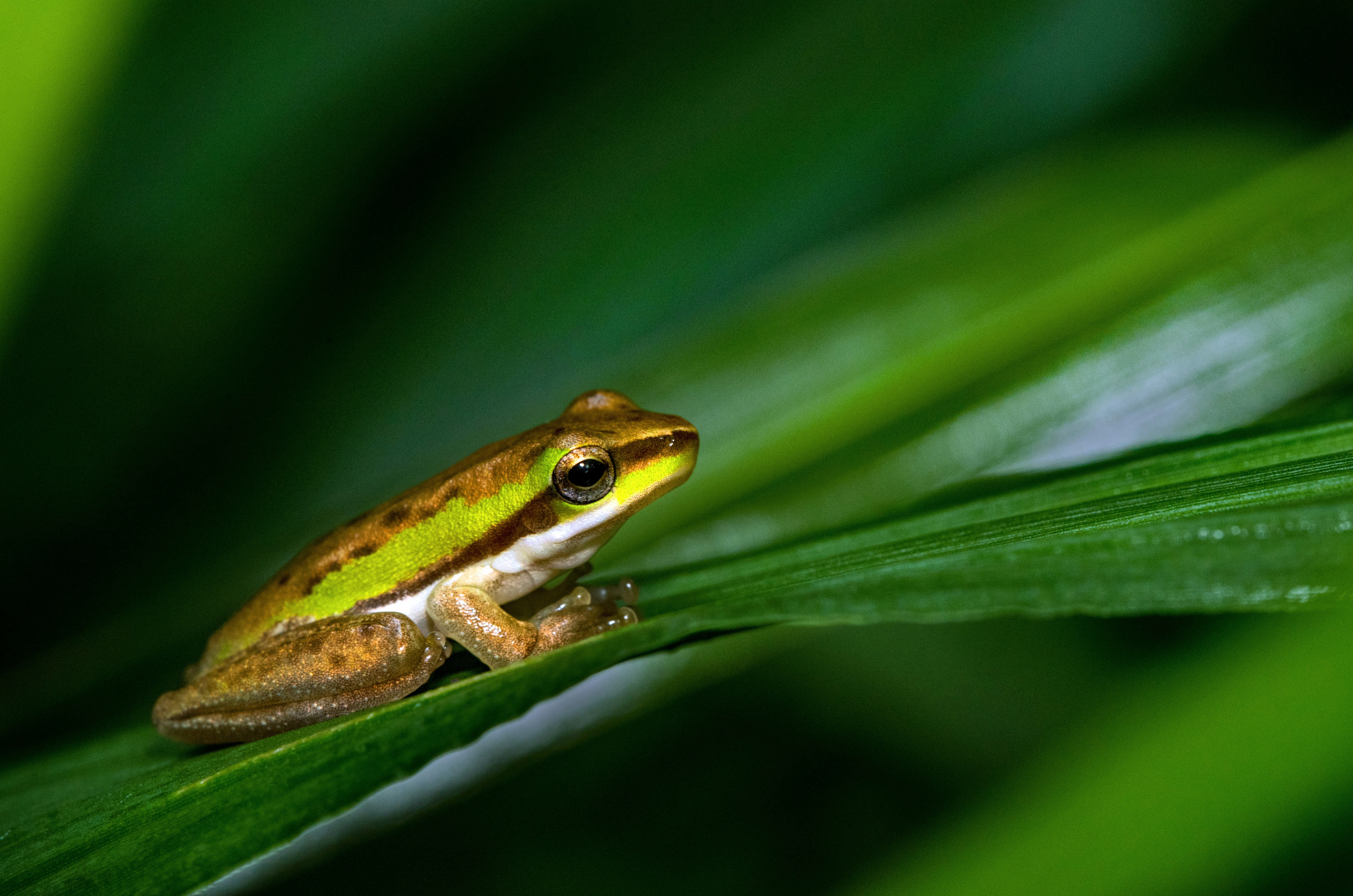 macro photography of green frog